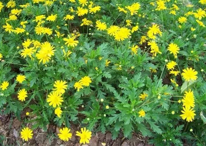 草本植物有哪些（详解30种最常见的美丽草本植物）