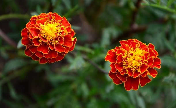 每日一花:花语爽朗,活泼之孔雀草,生活中的一缕阳光