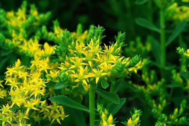 「百草园」那些"悬壶济世"的植物(十四)景天三七