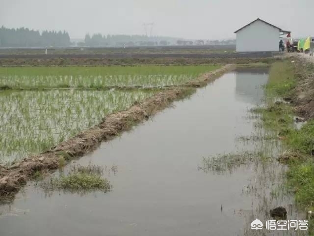 养殖龙虾一亩利润多少,养小龙虾一年一亩多少利润