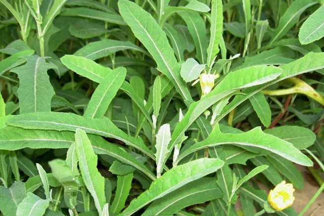 中药材大全图片及名称（农村道路旁常见的42种中草药）