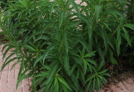 中药材大全图片及名称（农村道路旁常见的42种中草药）
