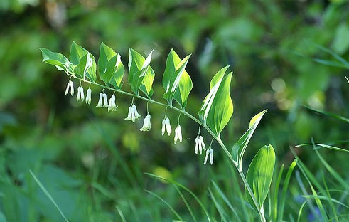 中药材大全图片及名称（农村道路旁常见的42种中草药）