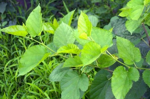 中药材大全图片及名称（农村道路旁常见的42种中草药）