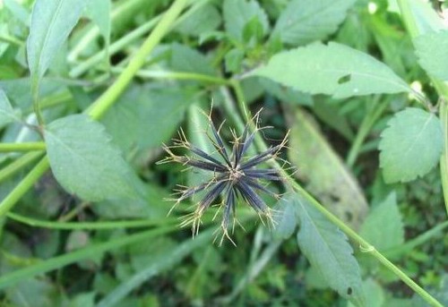 中药材大全图片及名称（农村道路旁常见的42种中草药）