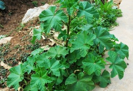 中药材大全图片及名称（农村道路旁常见的42种中草药）