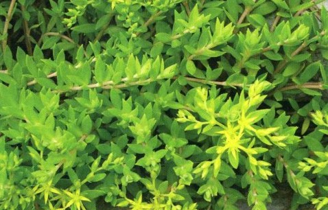 中药材大全图片及名称（农村道路旁常见的42种中草药）