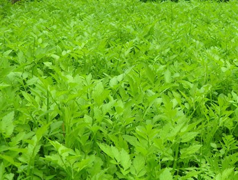 中药材大全图片及名称（农村道路旁常见的42种中草药）