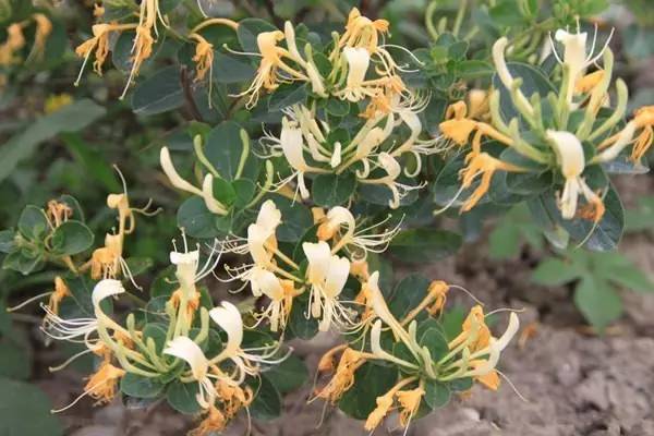 中药材大全图片及名称（农村道路旁常见的42种中草药）