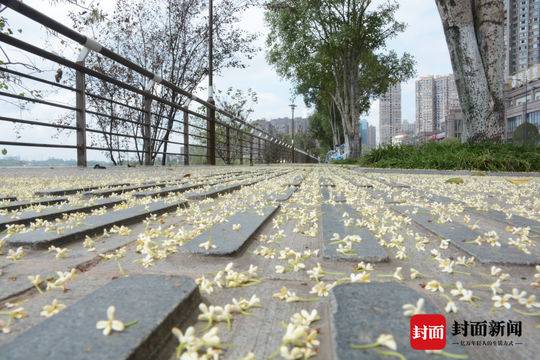 满城桂花香打一数字(甜城桂花开 香飘游人醉)