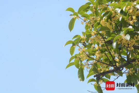 满城桂花香打一数字(甜城桂花开 香飘游人醉)