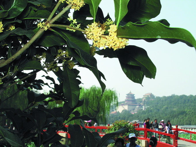 北京有桂花吗（北京颐和园的桂花景色分享）