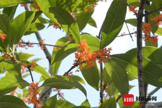 满城桂花香打一数字(甜城桂花开 香飘游人醉)