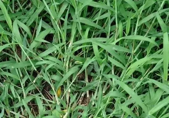 08,马唐草:杂草,跟牛筋草差不多,根蔓延成片,一年生草本植物,高可达80