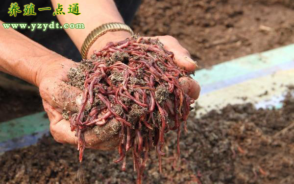 蚯蚓吃什么食物（蚯蚓生活习性之六喜六怕）