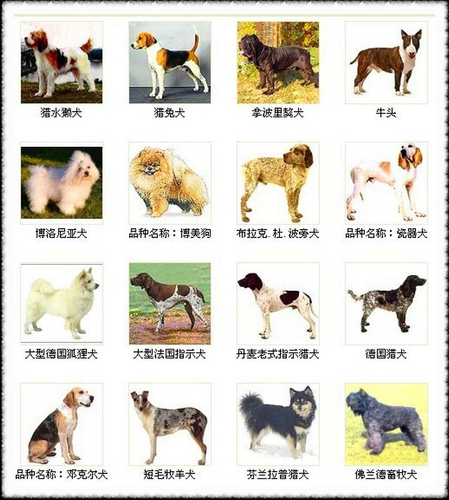 狗狗名字品种名称图片