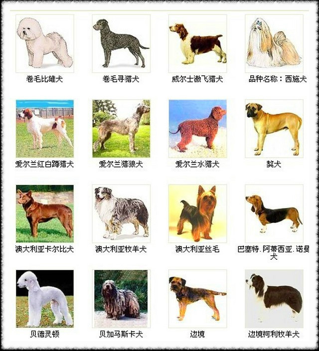 各种狗名的图片及名称图片