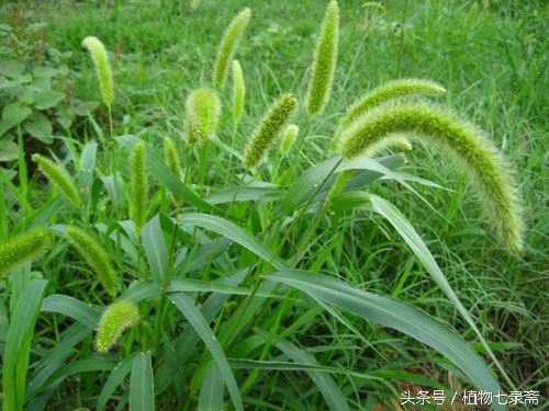 三叶草的花语是什么（25种常见植物的花语介绍）