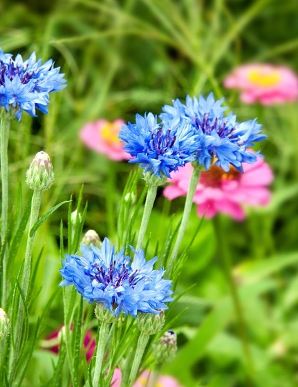 10月15日花語:香矢車菊,生日花語樸素_達一風水網