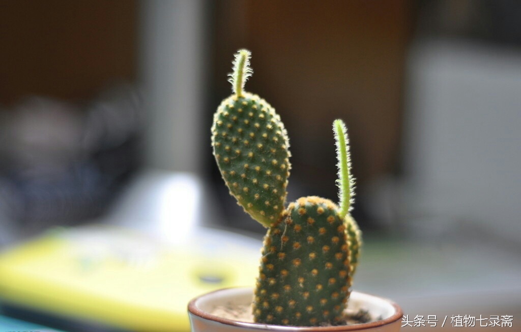 三叶草的花语是什么（25种常见植物的花语介绍）