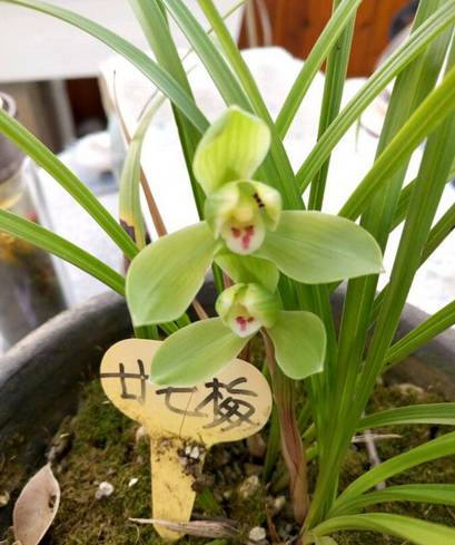 天草详细介绍（春兰天草的名品介绍壹详细）