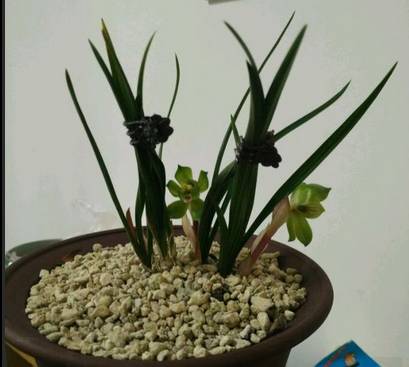 天草详细介绍（春兰天草的名品介绍壹详细）