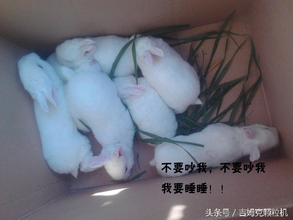 獺兔飼料,