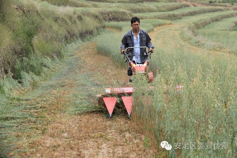 山乡唱响田野进行曲——安定区山地牧草机械收割工作扫描