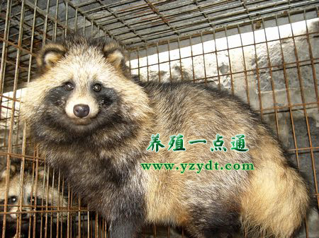貉子養(yǎng)殖,貉子養(yǎng)殖成本及利潤測算