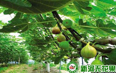 无花果guo根是什么（无花果根图）-大da连信息网