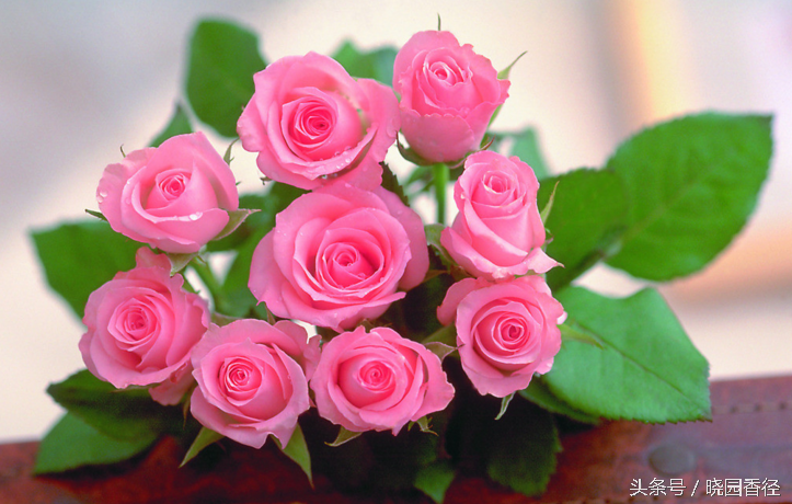 七夕节,你真的了解玫瑰花吗?原来,玫瑰有这么丰富的寓意.