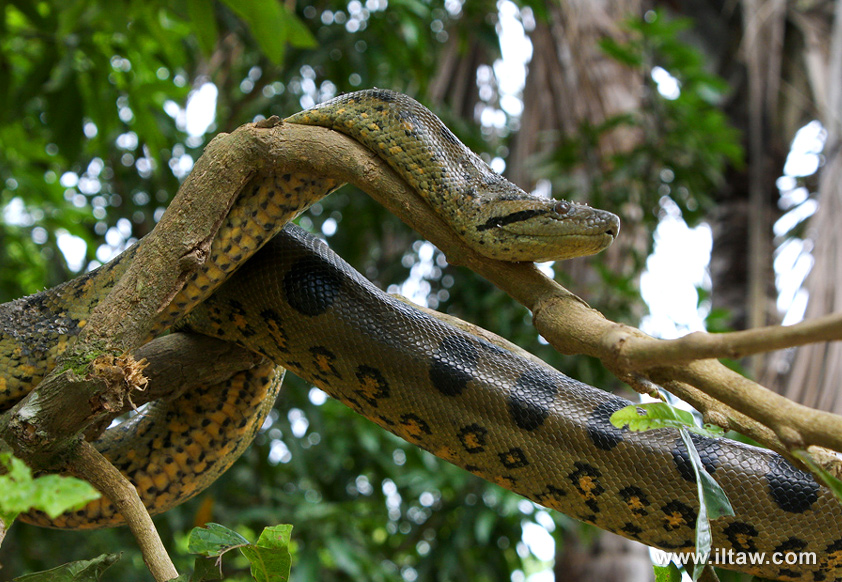森蚺是蛇吗(森蚺和蟒蛇有什么区别) - 风集网