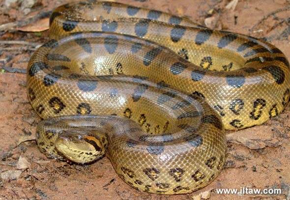 森蚺是蛇吗(森蚺和蟒蛇有什么区别) - 风集网