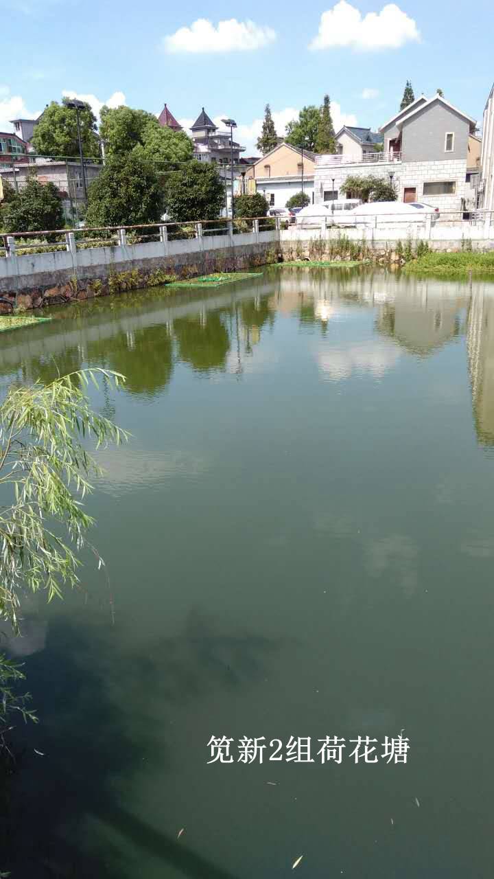 你家门口的小池塘