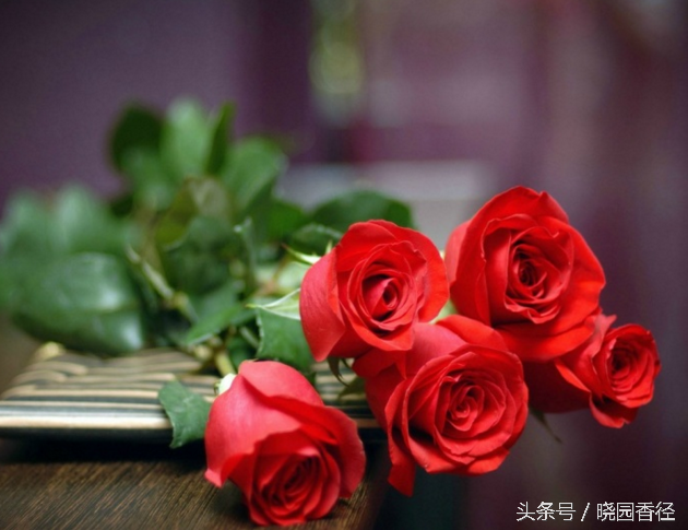 七夕节,你真的了解玫瑰花吗?原来,玫瑰有这么丰富的寓意.