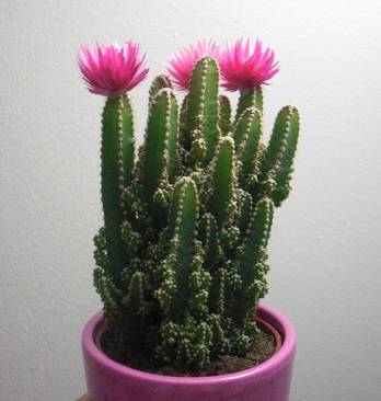 花友们就别盼望着万重山开花了,它开花属于偶然事件,养个十几,二十年