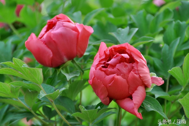 被称为百花之王的牡丹花，原来这样养护！