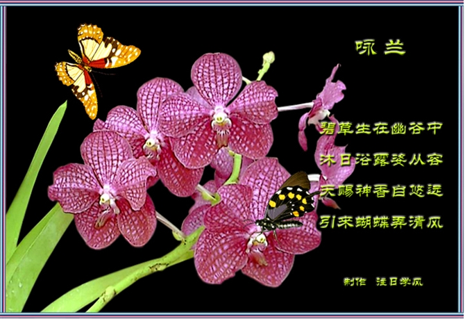 兰花诗句经典名句幽谷出幽兰形容兰花幽香的诗句