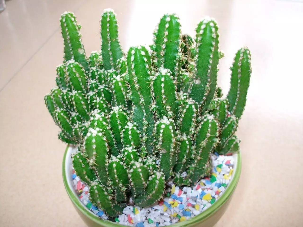 有多少花友喜欢万重山,优美盆景仙人山