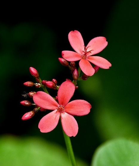 每日一花：花语如火如血、热烈自由的琴叶珊瑚，就是疯狂的爱着你