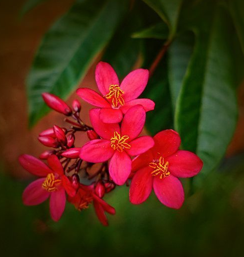 每日一花：花语如火如血、热烈自由的琴叶珊瑚，就是疯狂的爱着你