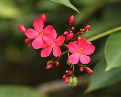 每日一花：花语如火如血、热烈自由的琴叶珊瑚，就是疯狂的爱着你