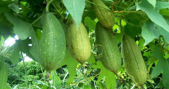 解毒,通便,治糖尿,丝瓜4大保健功效
