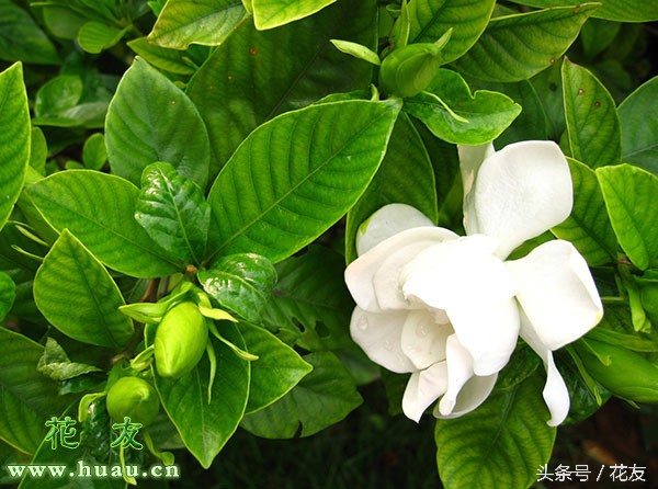 栀子花的寓意和象征（栀子花花语寓意与赠送礼仪）