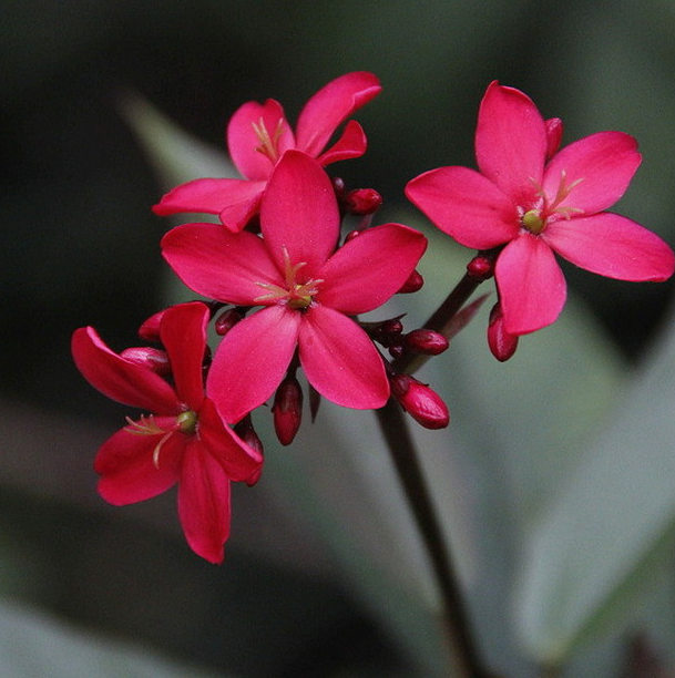 每日一花：花语如火如血、热烈自由的琴叶珊瑚，就是疯狂的爱着你