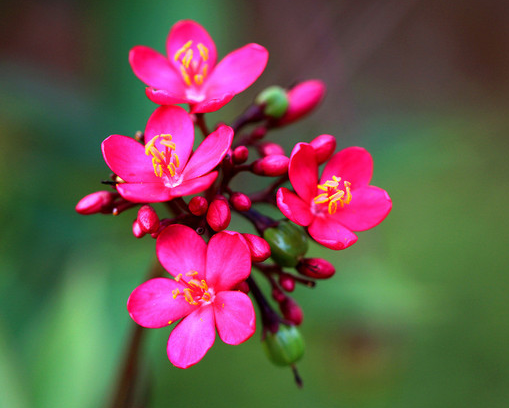 每日一花：花语如火如血、热烈自由的琴叶珊瑚，就是疯狂的爱着你