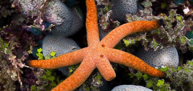 海星可以吃吗(海星可以吃吗有营养吗) - 风集网