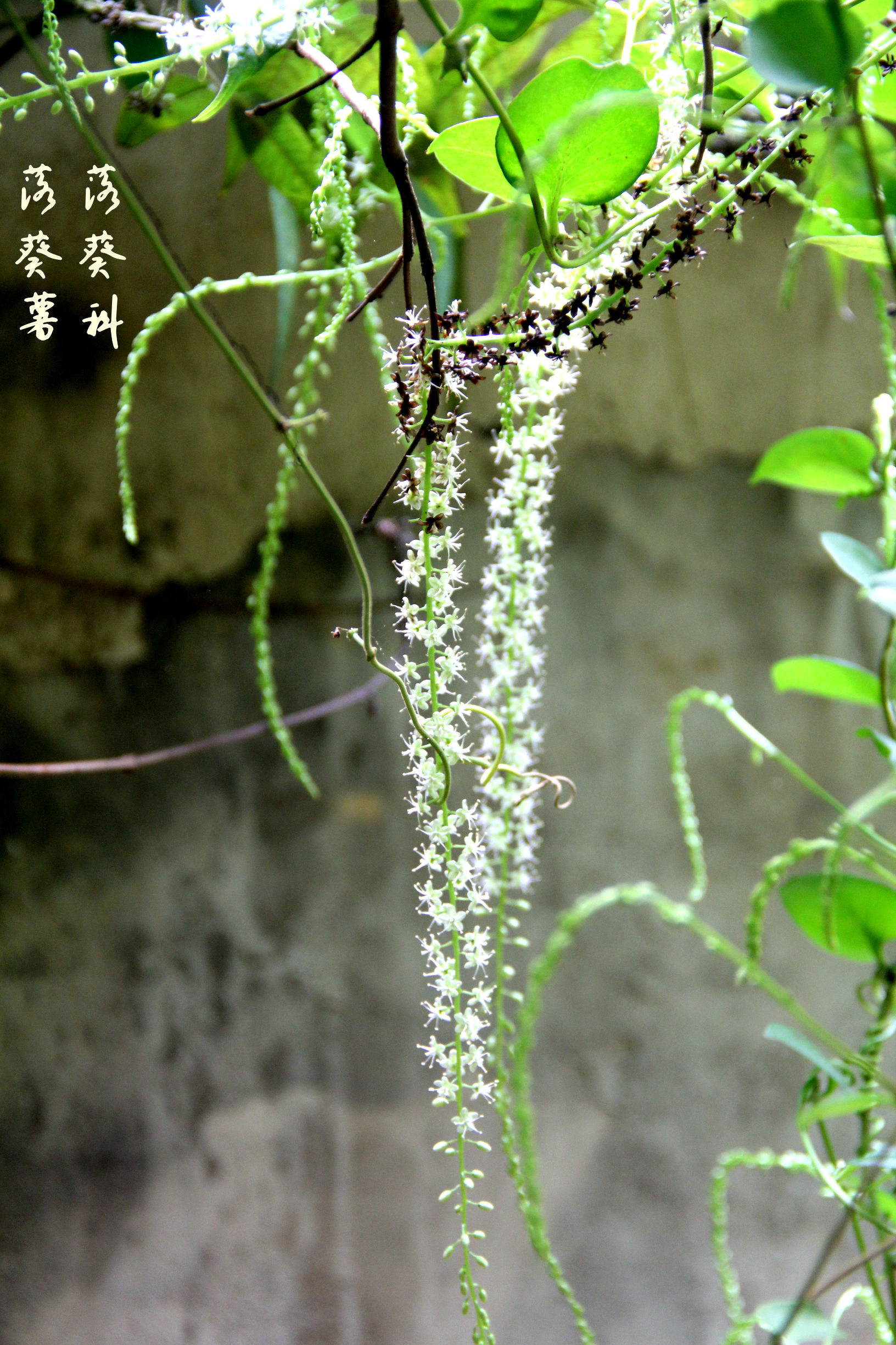 蚕豆植物图片大全(十七种闽南乡土植物，你认识几种？)