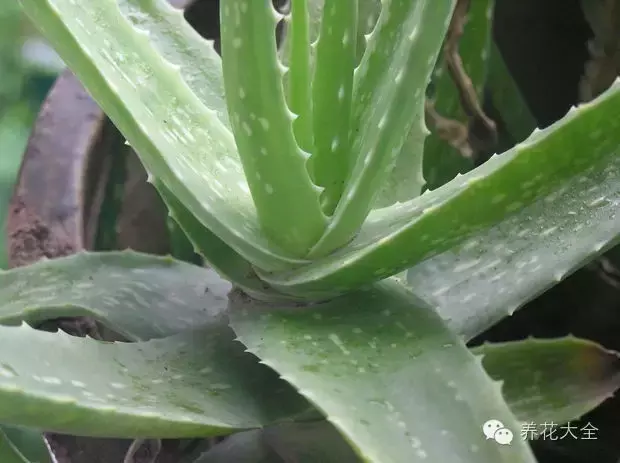 芦荟怎么浇水（芦荟浇水的注意事项文章讲解）