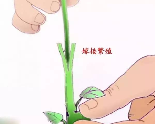 用土豆繁殖玫瑰真的成功吗？为什么花友说那是谎言？